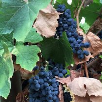 Exportações de vinho cresceram 3% em 2020
