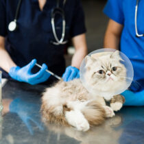 Negócio das clínicas veterinárias cresceu mais de 8% em 2022